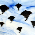Precut 90 or 96 COE Fusible Black Glass Stingray - 2", 1.5" and 1", 3 Pack